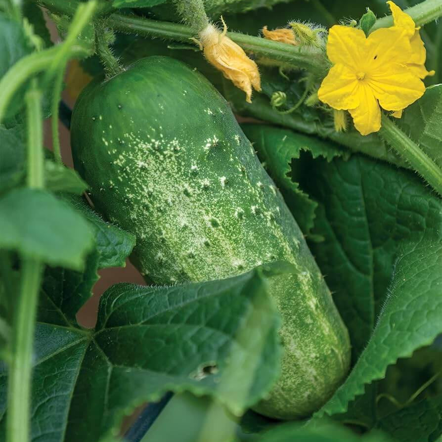 Picklebush cucumber seeds - Vegetable Plant