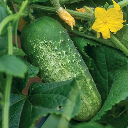 Picklebush cucumber seeds - Vegetable Plant