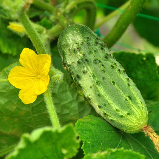 Picklebush cucumber seeds - Vegetable Plant
