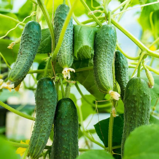 Pickling Cucumber Seeds