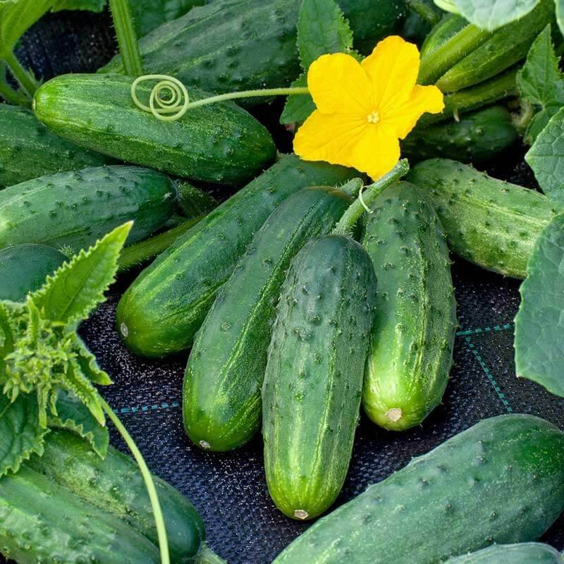 Pickling Cucumber Seeds
