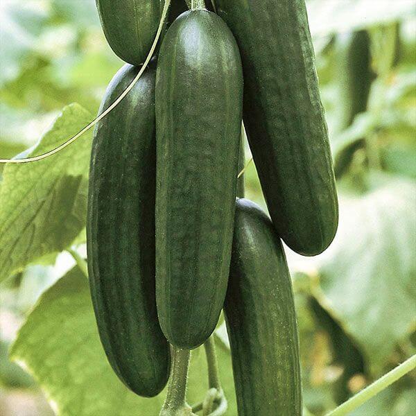 Picolino cucumber seeds - Vegetable Plant