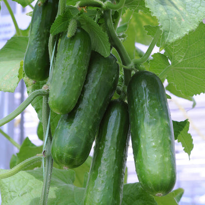Picolino cucumber seeds - Vegetable Plant