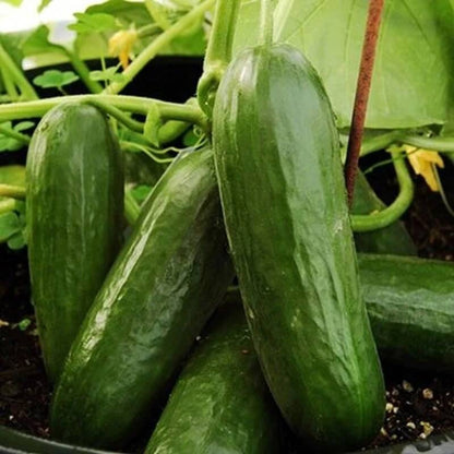 Picolino cucumber seeds - Vegetable Plant