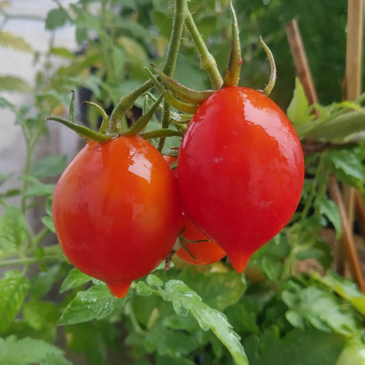 Piennolo Tomato Seeds