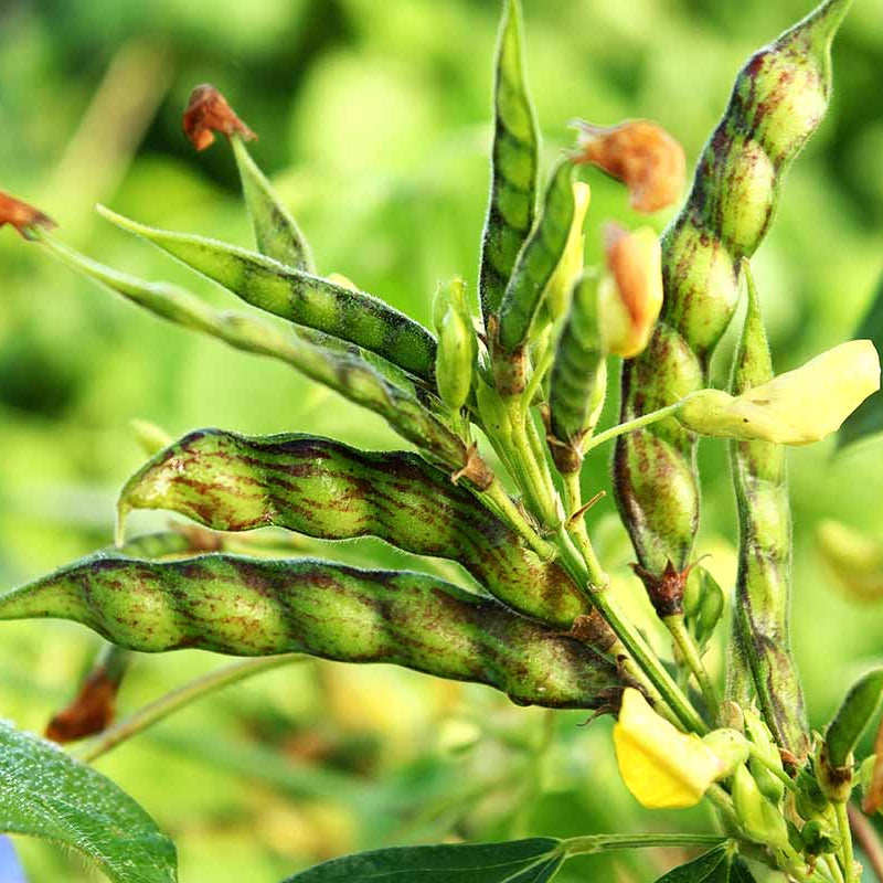 Pigeon Pea Seeds - Vegetable Plant