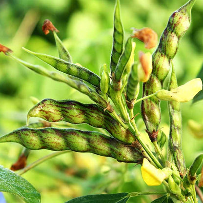 Pigeon Pea Seeds - Vegetable Plant
