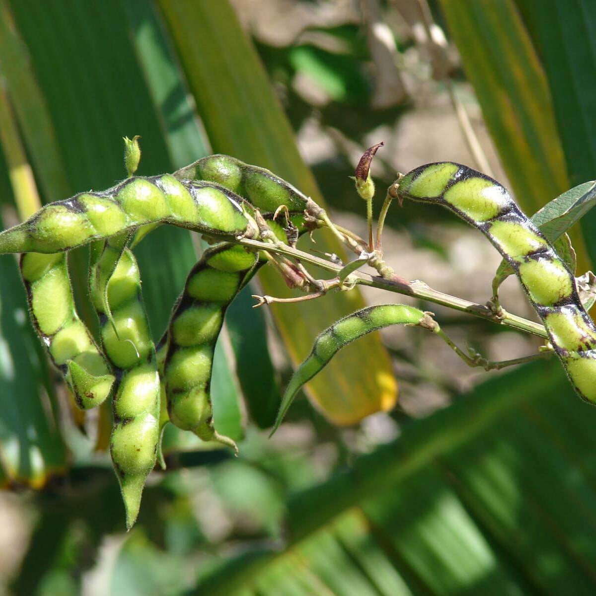 Pigeon Pea Seeds - Vegetable Plant