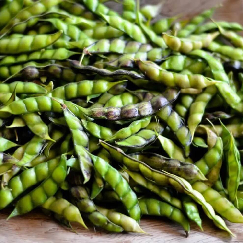 Pigeon Pea Seeds - Vegetable Plant