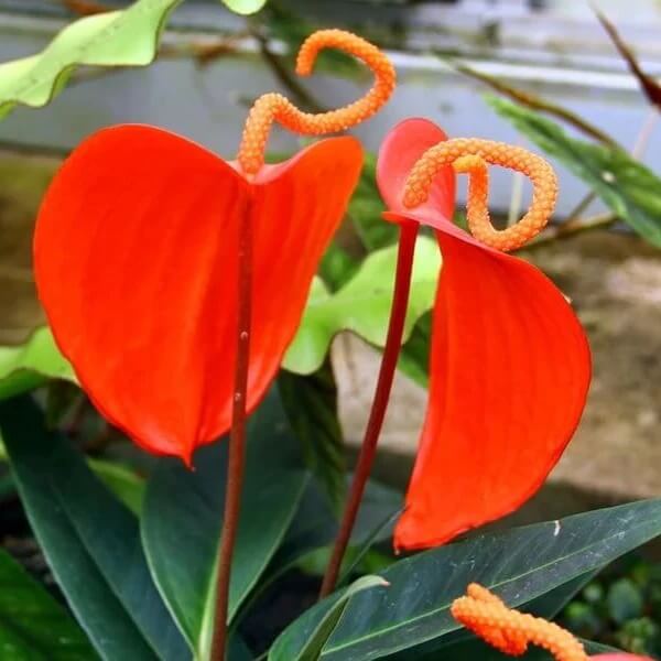 Pigtail anthurium Seeds