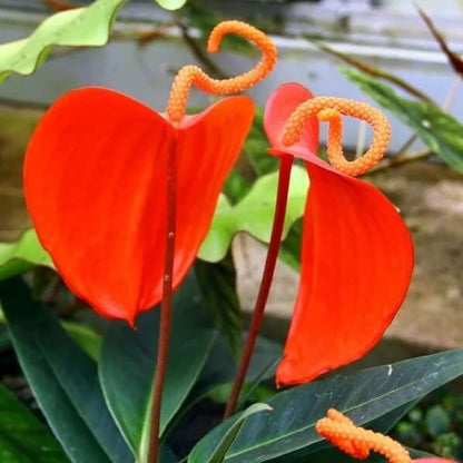 Pigtail anthurium Seeds
