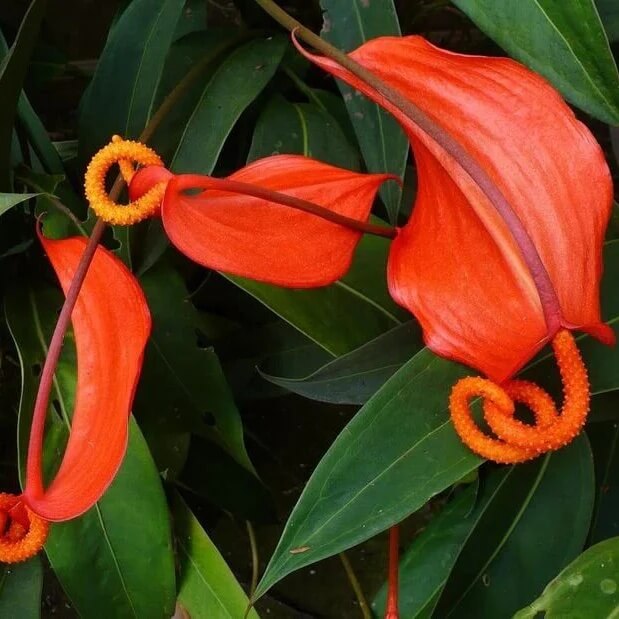 Pigtail anthurium Seeds