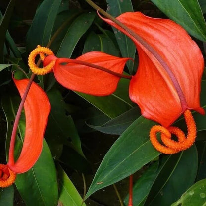 Pigtail anthurium Seeds