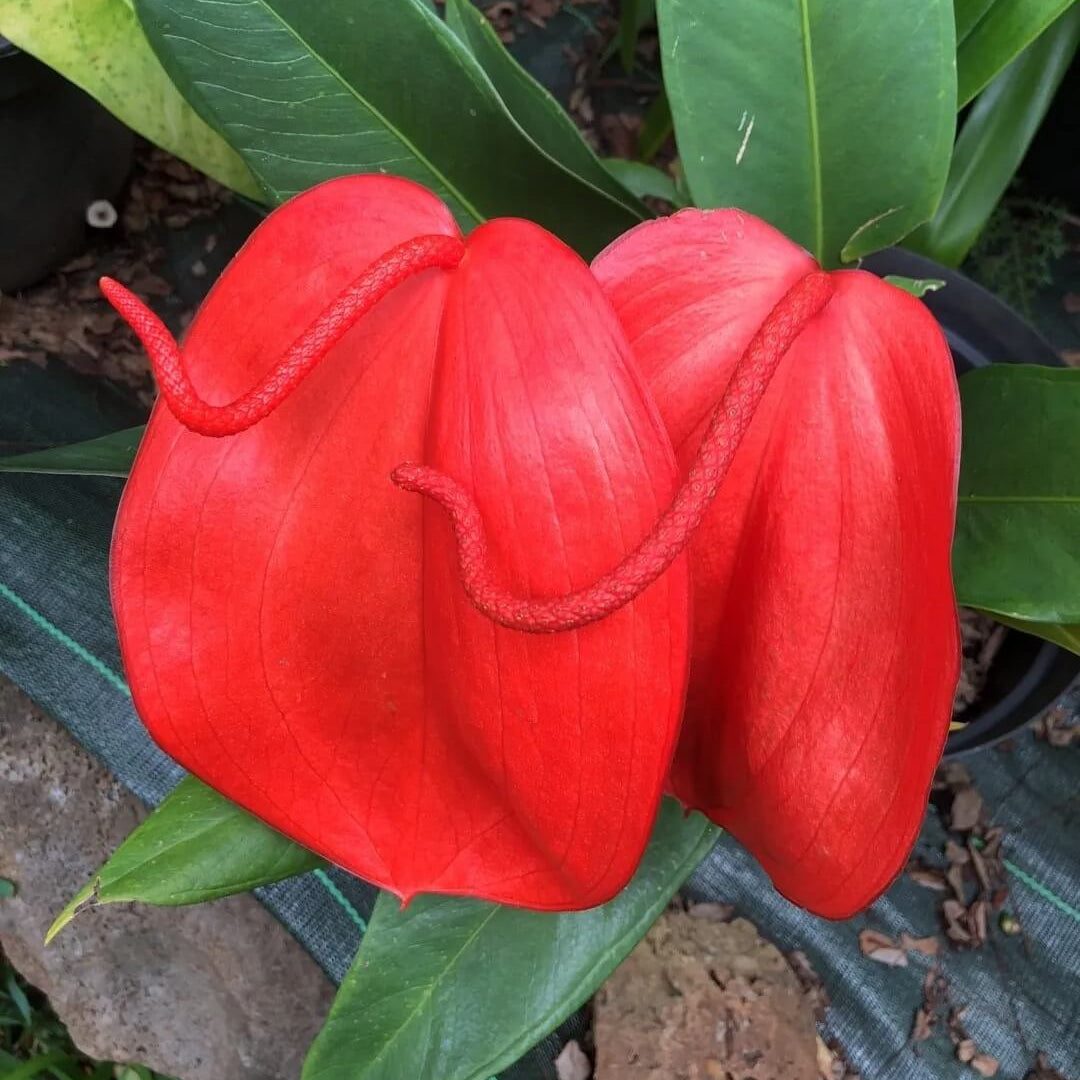 Pigtail anthurium Seeds