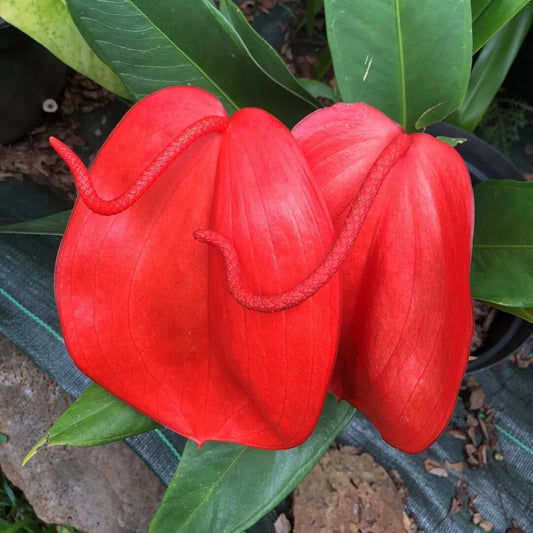 Pigtail anthurium Seeds