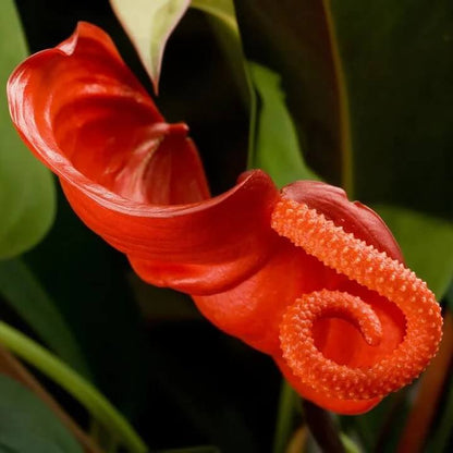 Pigtail anthurium Seeds