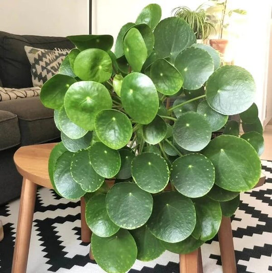 Pilea Seeds - Flower Plant