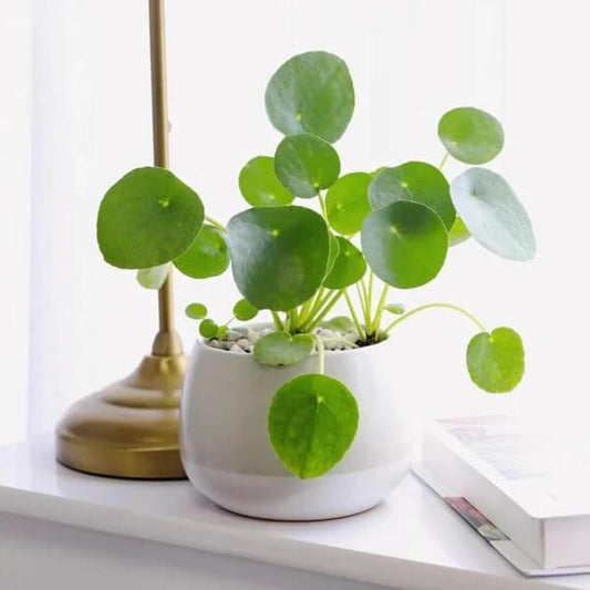 Pilea peperomioides seeds - Flower Plant8