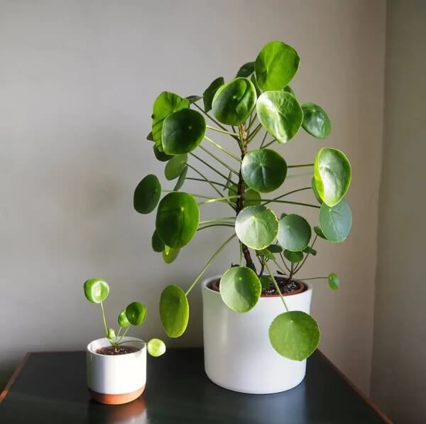 Pilea peperomioides seeds - Flower Plant
