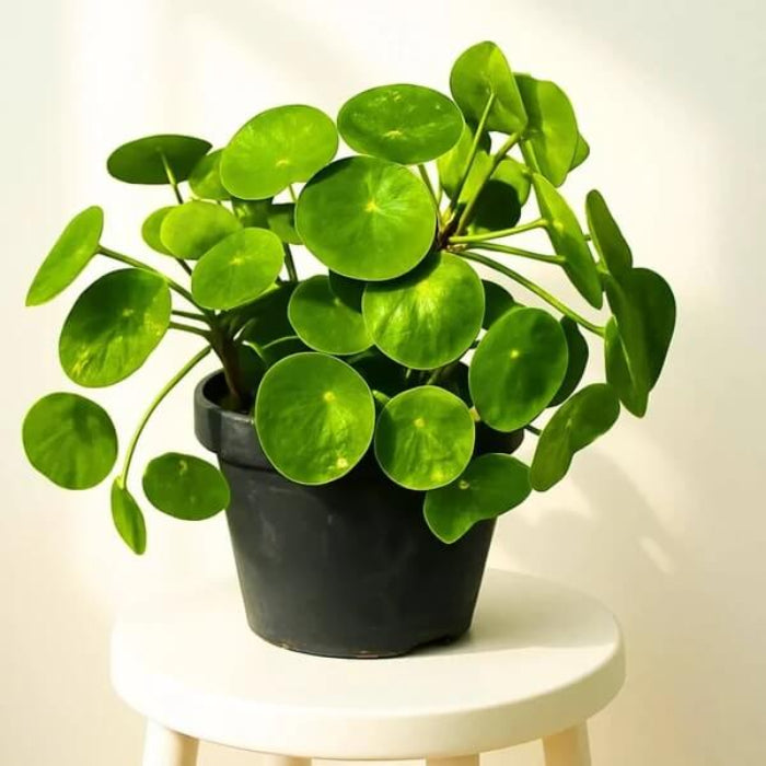 Pilea peperomioides seeds - Flower Plant