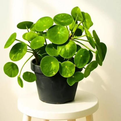 Pilea peperomioides seeds - Flower Plant