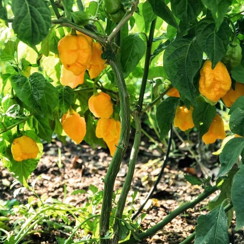 Pimento Chili Seeds