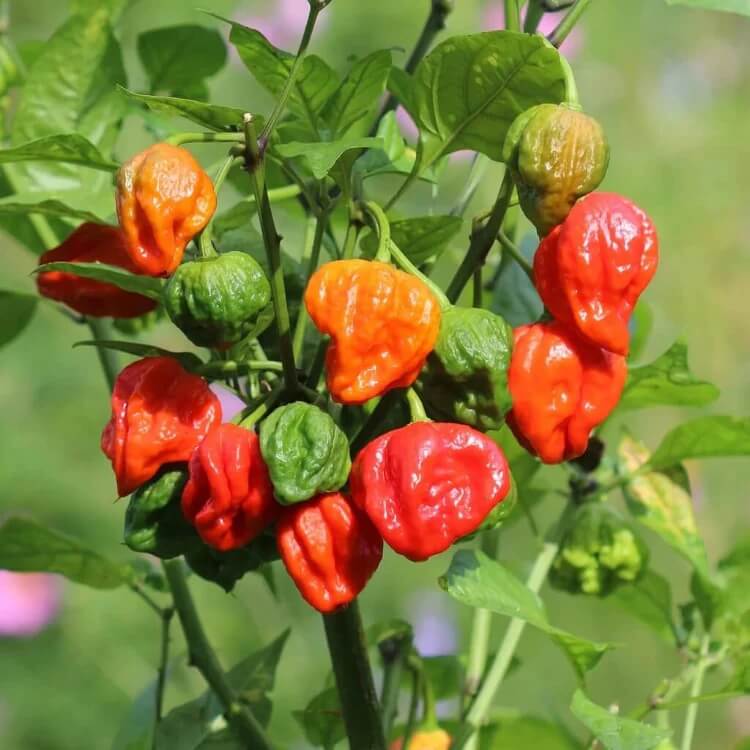 Pimento Pepper Seeds