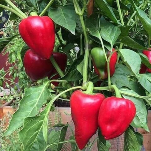 Pimento Pepper Seeds - Vegetable Plant