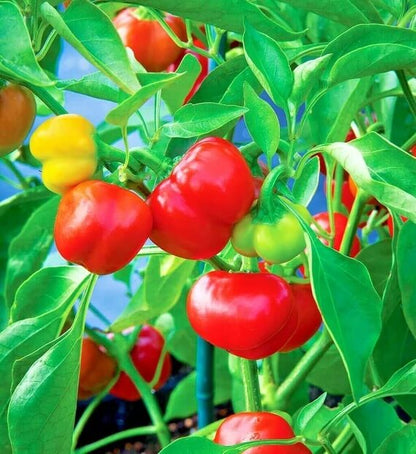 Pimento Pepper Seeds - Vegetable Plant