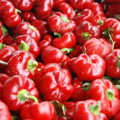 Pimento Pepper Seeds - Vegetable Plant