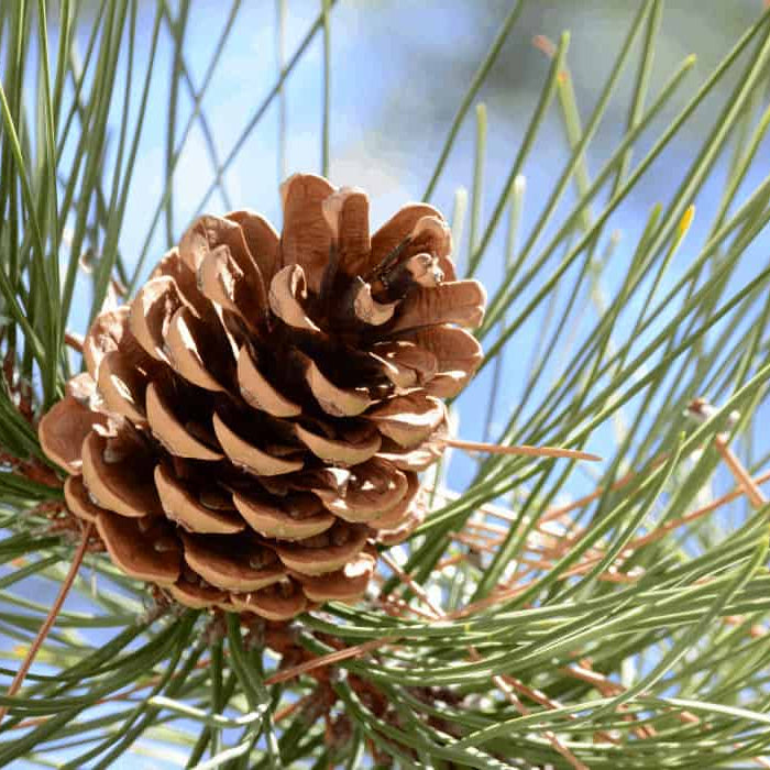 Pine Seeds - Fruit Plant for Home Gardens