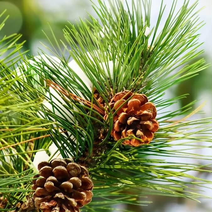 Pine Tree Seeds