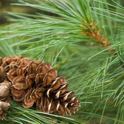 Pine Tree Seeds