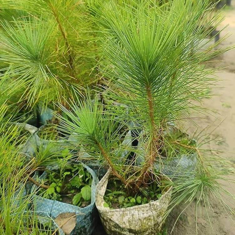 Pine Tree Seeds