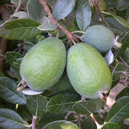 Pineapple Guava Seeds - Fruit Plant