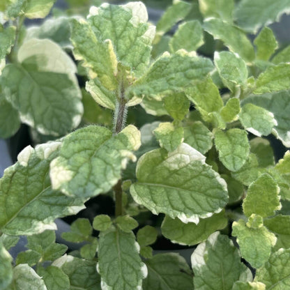 Pineapple Mint Seeds - Herbal Plant