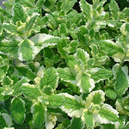Pineapple Mint Seeds - Herbal Plant