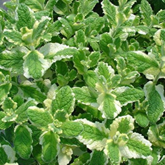Pineapple Mint Seeds - Herbal Plant