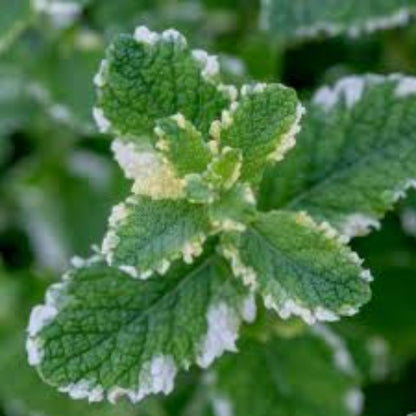 Pineapple Mint Seeds - Herbal Plant