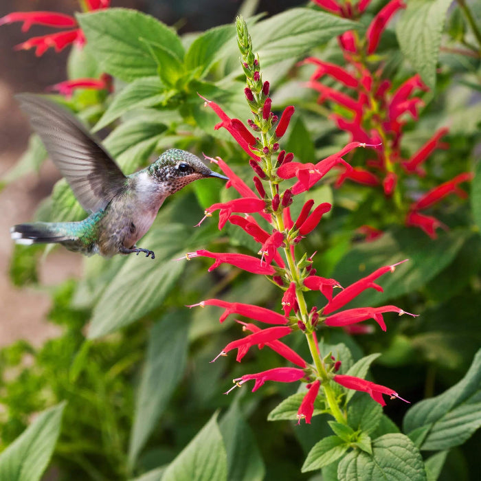 Pineapple Sage Seeds - Herbal Plant