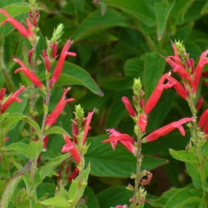 Pineapple Sage Seeds - Herbal Plant