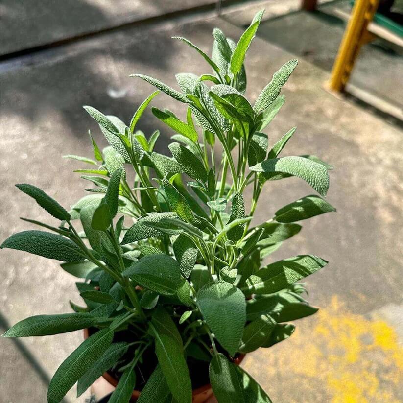 Pineapple Sage Seeds for Planting