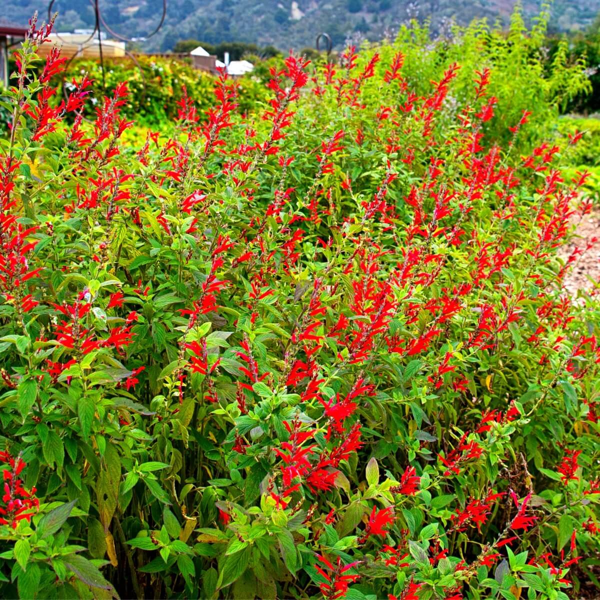Pineapple Sage Seeds for Planting