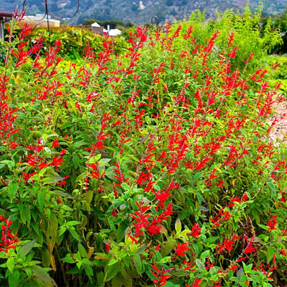 Pineapple Sage Seeds for Planting