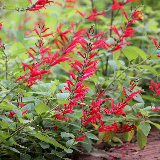 Pineapple Scented Sage seeds