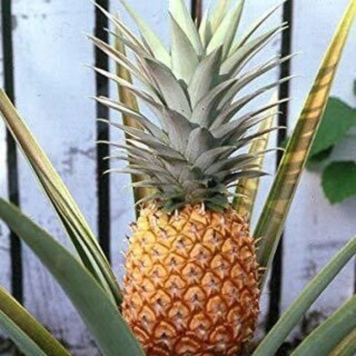Pineapple Seeds - Fruit Plant for Home Gardens