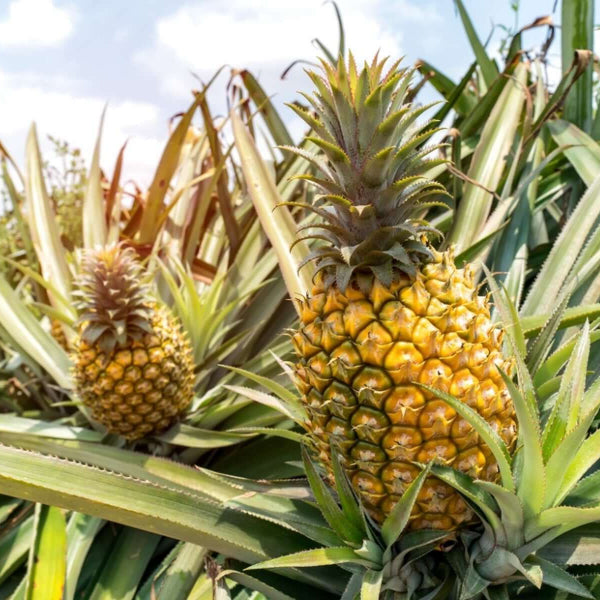 Pineapple Seeds - Fruit Plant for Home Gardens