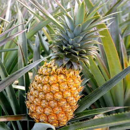 Pineapple Seeds