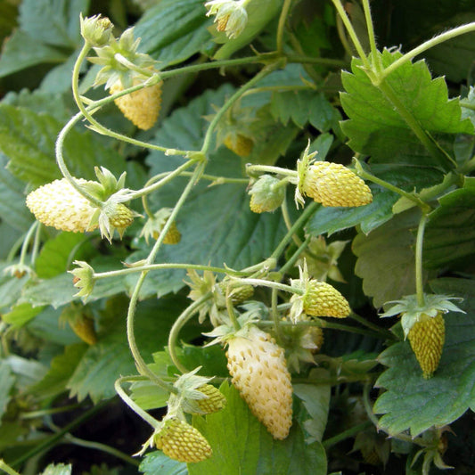 Pineapple Strawberry Seeds - Heirloom Fruit Plant for Home Gardens