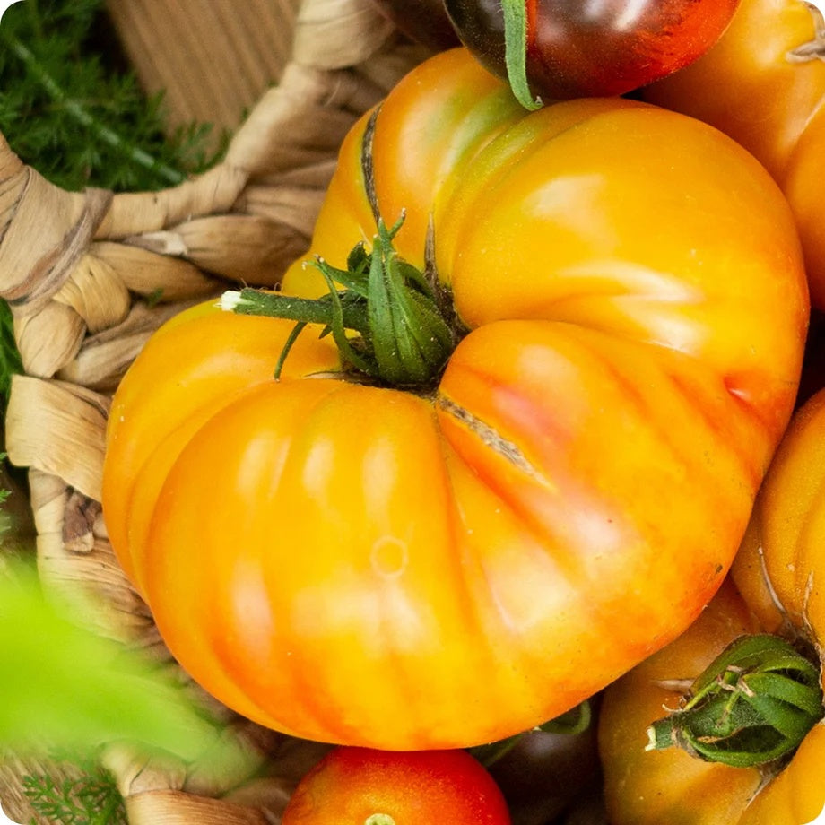 Pineapple Tomato Seeds - Vegetable Plant